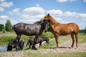 Fototapeta premium two horses in the field near river in summer