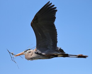 Great Blue Heron in flight carrying stick for nest building