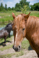 portrait of brown horse in the field in summer