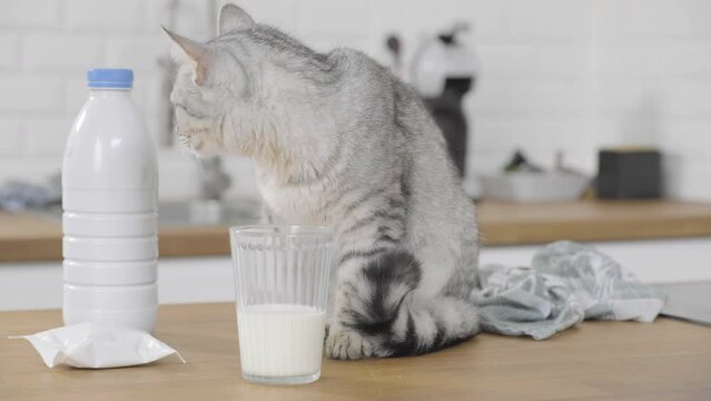 Young grey cat finished drinking from glass of milk 