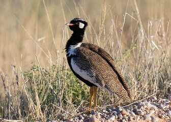 One northern black korhaan walking in long dry grass