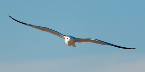 Obraz na płótnie Canvas Larus michahellis - Yellow-legged gull