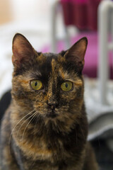 Bonito Gato o Beautiful Cat