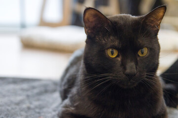 Bonito Gato o Beautiful Cat