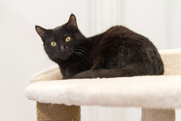 Bonito Gato o Beautiful Cat