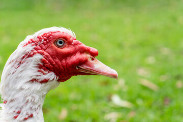 White muscovy duck with red face. Close up on green grass farm backyard