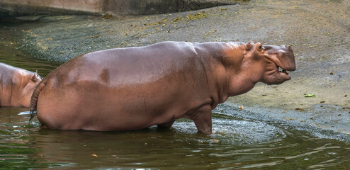 huge adult hippo while swiming in the park
