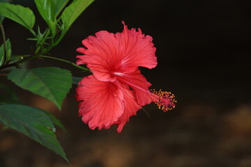 red hibiscus flower