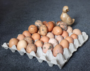 A duck guards its eggs in a carton