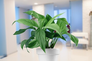 Beautiful green domestic flower plant