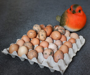 A robin red breast sat with its eggs in a studio
