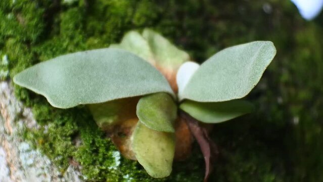 wild plant parasite clings to the tree