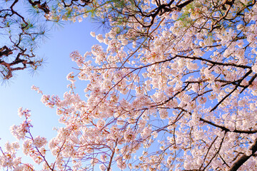 満開の桜と青空の背景素材