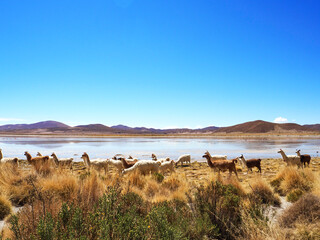 Fototapeta na wymiar Lama bolivia landscape Salina mountains