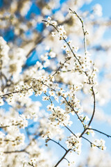colourful spring flowers
