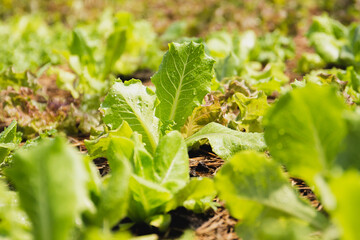 Close up of fresh green lettuce plant with water drop.