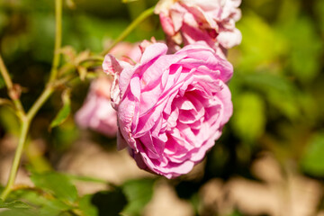 Rose, roseraie