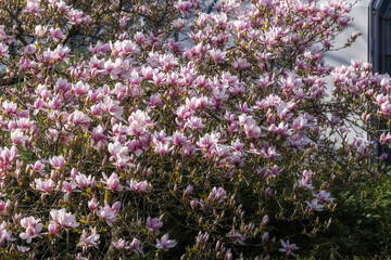 Obraz premium View of part of a beautifully blooming magnolia tree in Wiesbaden/Germany