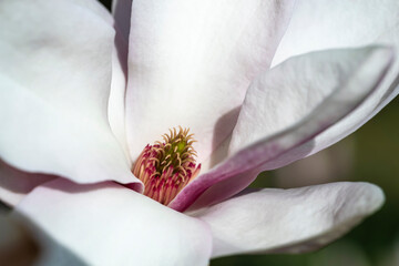 Close up of the pistil of a gorgeous blooming magnolia flower 