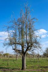 A solitary old cherry tree with upright branches near Wiesbaden/Germany 