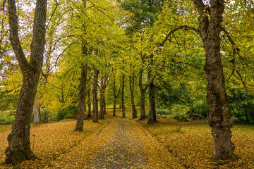 Beatiful, yellow trees at autumn