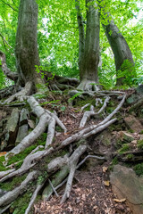 Buchenwurzeln graben sich ins Erdreich