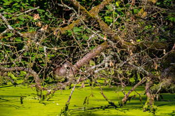 Ein Mandarinentenweibchen in der Ufervegetation