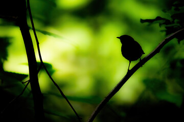 Ein Singvogel im Gegenlicht