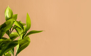 Green Ruscus flower in the sunlight on soft beige background. An ideal backplate for natural and organic products presentation. Leaves in the sun. Front view