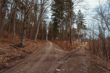 Forest road in late fall in a quiet cloudy day