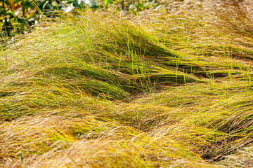 Long grass twisted under huge wind on a field