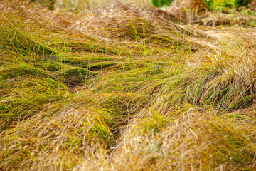 Long grass twisted under huge wind on a field