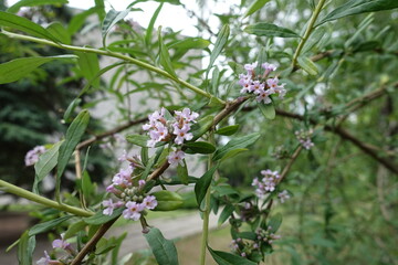 Fototapeta premium Branch of blossoming alternate-leaved butterfly-bush in May