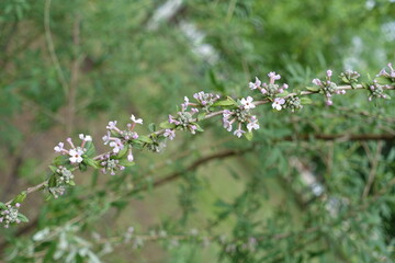 Buds and light mauve flowers of alternate-leaved butterfly-bush in May