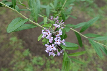 Mauve flowers of alternate-leaved butterfly-bush in May