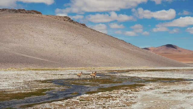 Desert Mountain Landscape With A Stream And A Group Of Vicu&ntilde;as
