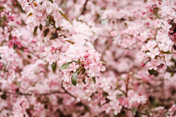 Blooming apple tree branches with pink flowers, bokeh and selective focus, spring season wallpaper.