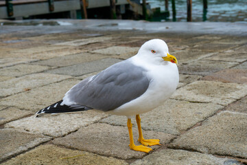 Seagull standing at San Marco Square in Venice.