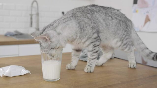 Young grey cat sticking his head in a glass to reach milk for drinking