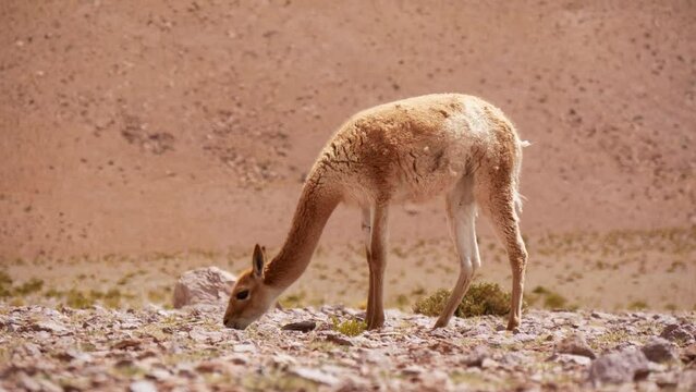 Lonely Young Vicuna Walking And Grazing In The Desert