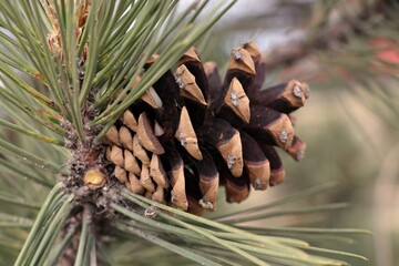 pine cones on a branch
