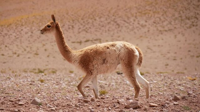 One Young Vicuna Walking In The Desert