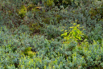 Mecklenbruch Moor Landschaft