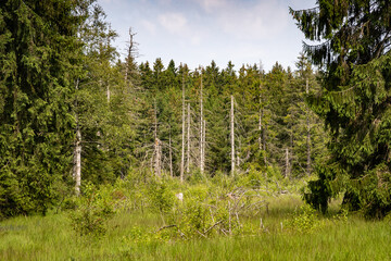Blick hindurch ins Mecklenbruch Moor