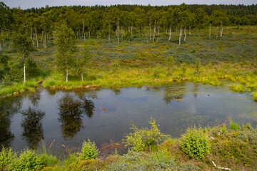 Mecklenbruch Moor Landschaft