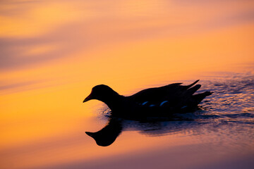 Ein Teichhuhn spiegelt sich auf der Wasseroberfläche am frühen Morgen