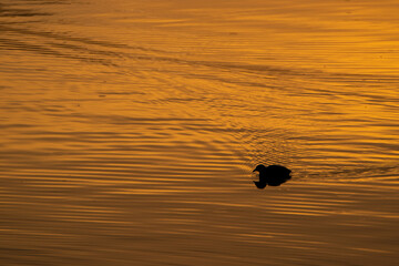 Ein Blesshuhn bei Sonnenaufgang