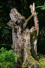 Fototapeta na wymiar Stehendes Totholz einer einst mächtigen Buche