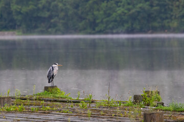 Ein Graureiher am frühen Morgen 