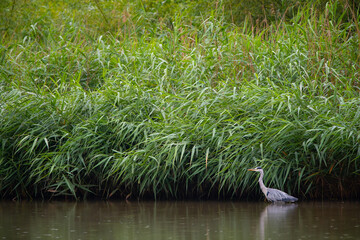 Ein Graureiher am Schilfgürtel